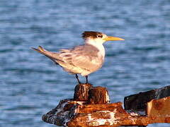 Greater Crested Tern