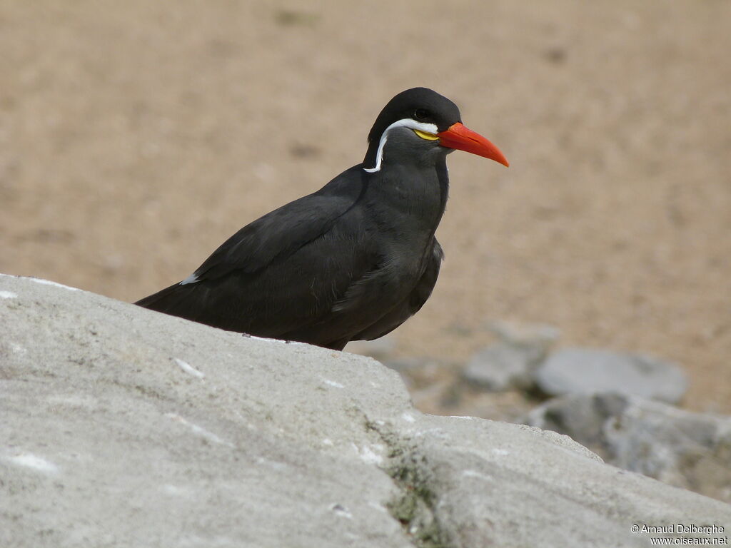 Inca Tern