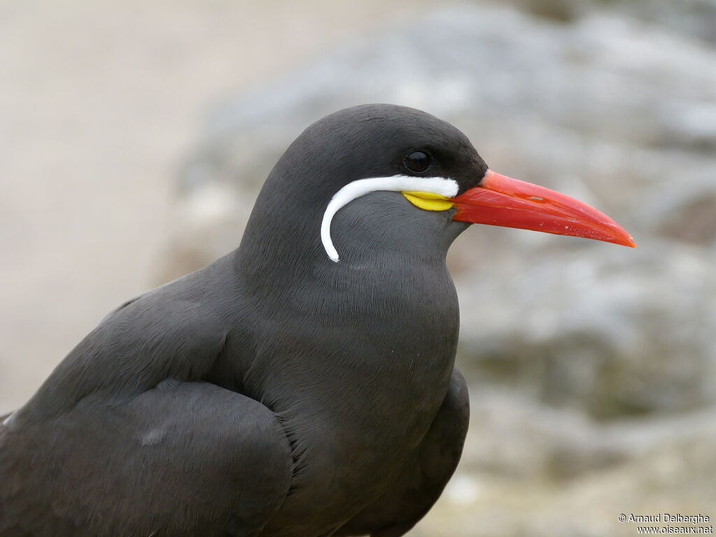 Inca Tern