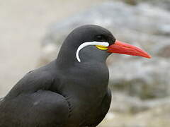 Inca Tern