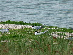 Common Tern