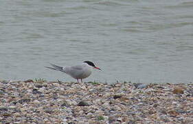 Common Tern