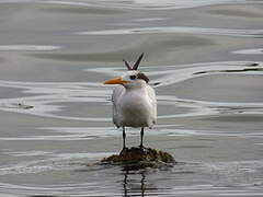 Royal Tern