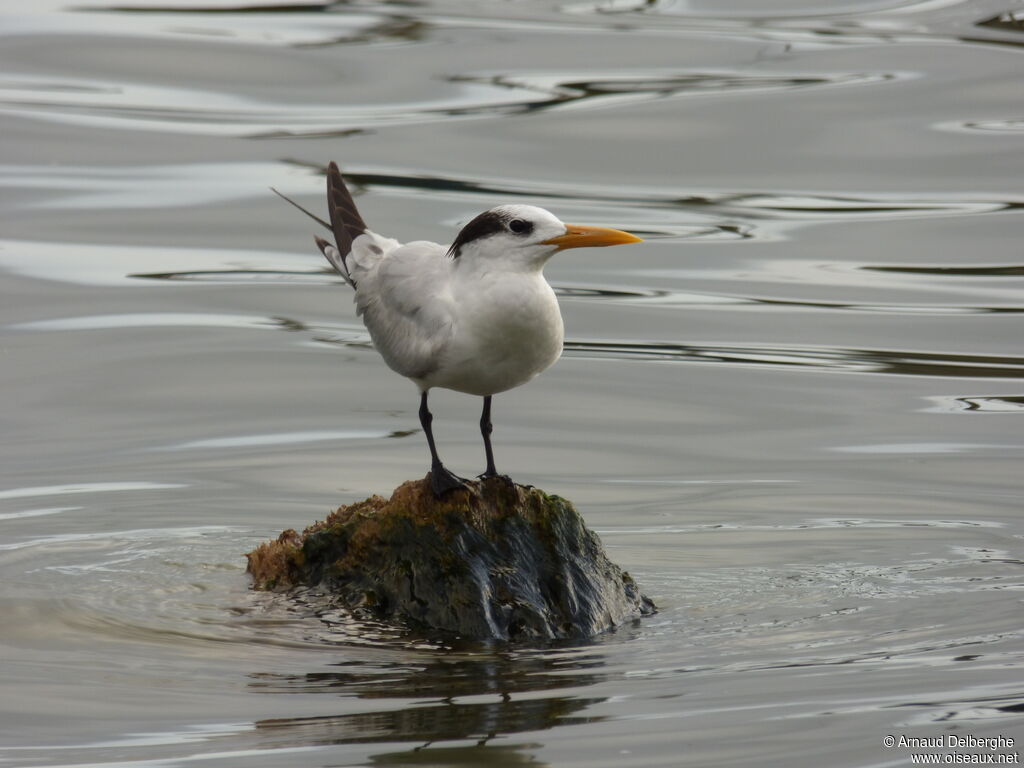 Royal Tern