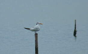 Royal Tern