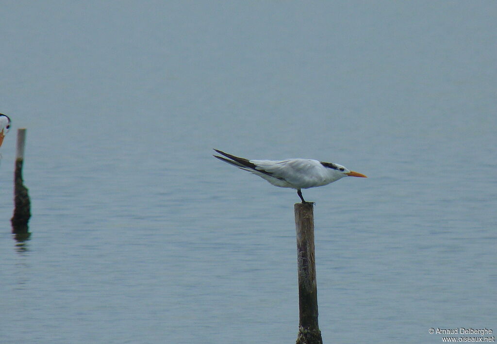 Royal Tern