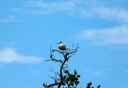 Lesser Crested Tern