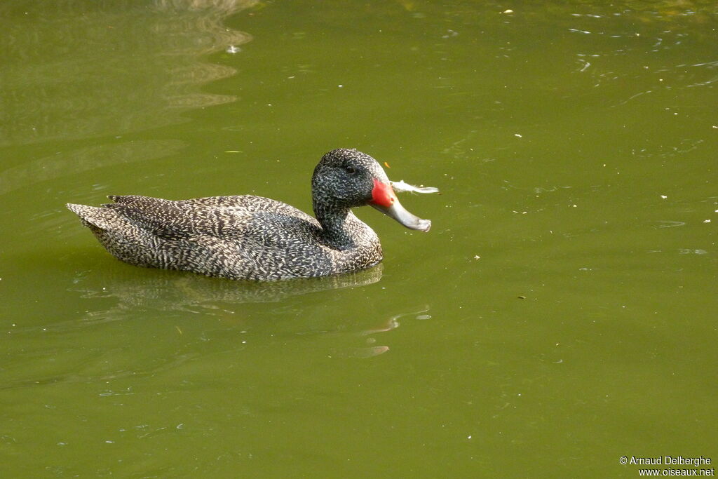 Freckled Duck male