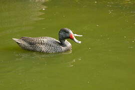Freckled Duck