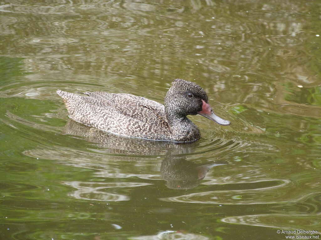 Freckled Duck male