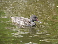 Freckled Duck