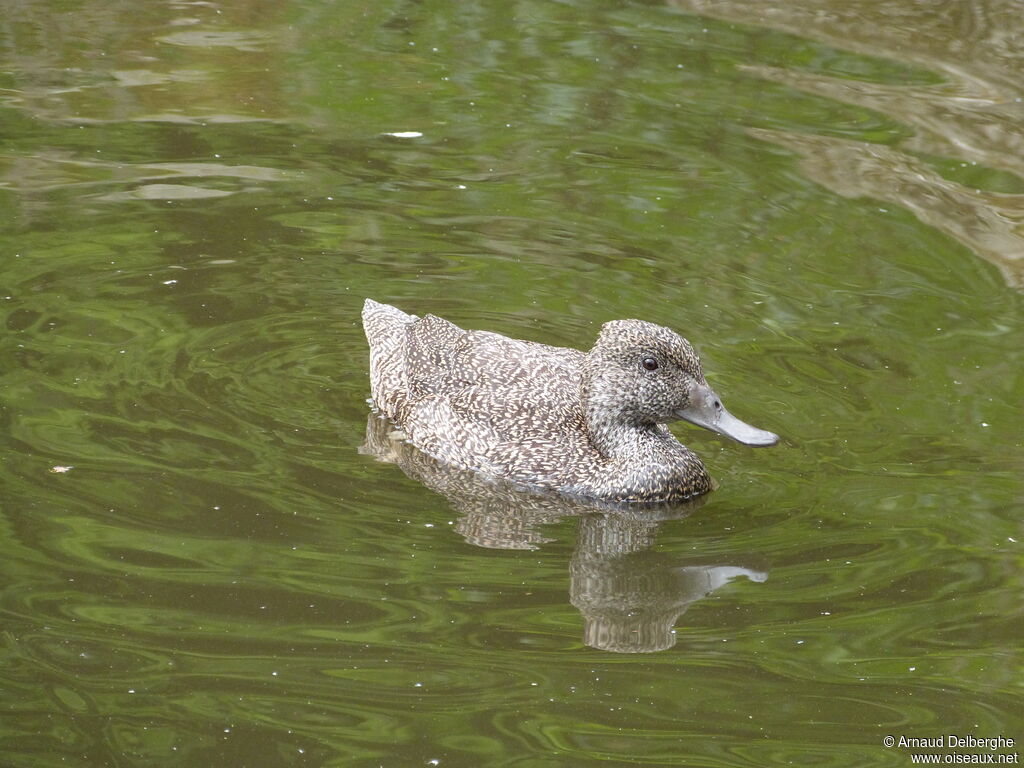 Stictonette tachetée femelle