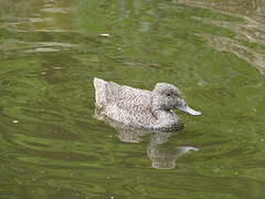 Freckled Duck