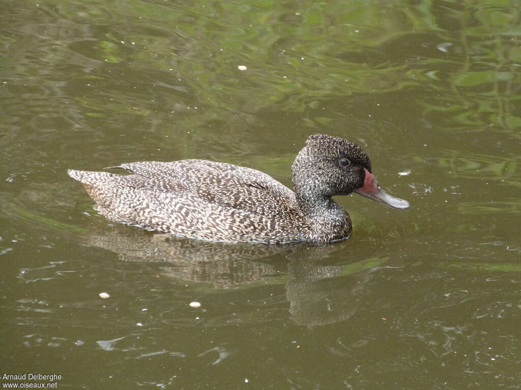 Freckled Duck male adult, identification