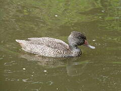 Freckled Duck