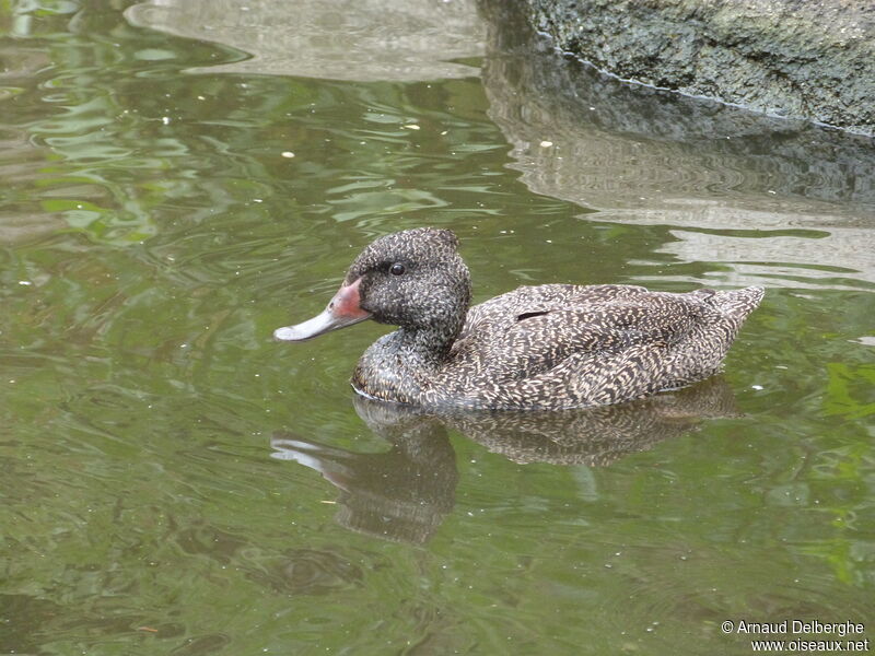 Freckled Duck male