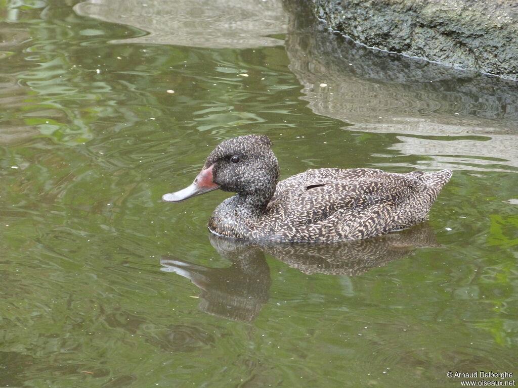 Freckled Duck male