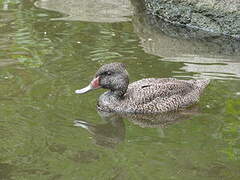 Freckled Duck