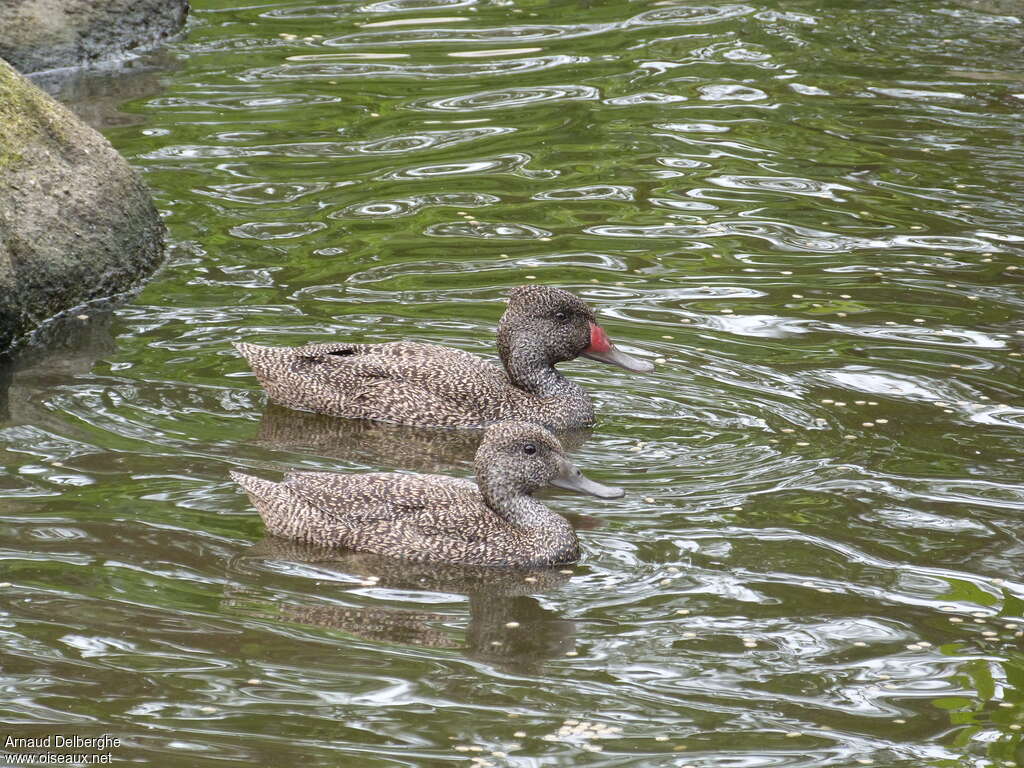 Freckled Duckadult, pigmentation