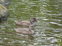 Freckled Duck