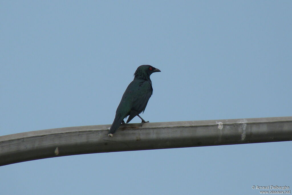 Asian Glossy Starling