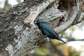 Asian Glossy Starling