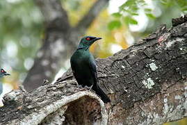 Asian Glossy Starling