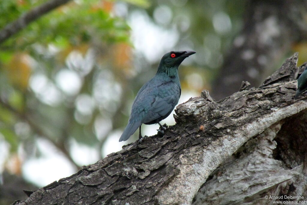 Asian Glossy Starling