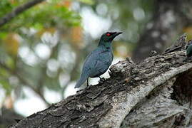 Asian Glossy Starling