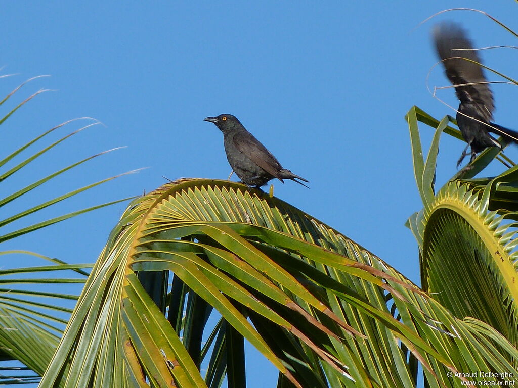 Striated Starling