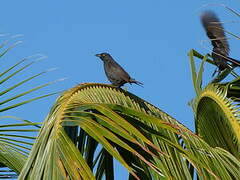 Striated Starling