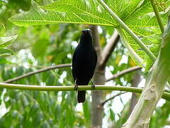 Striated Starling