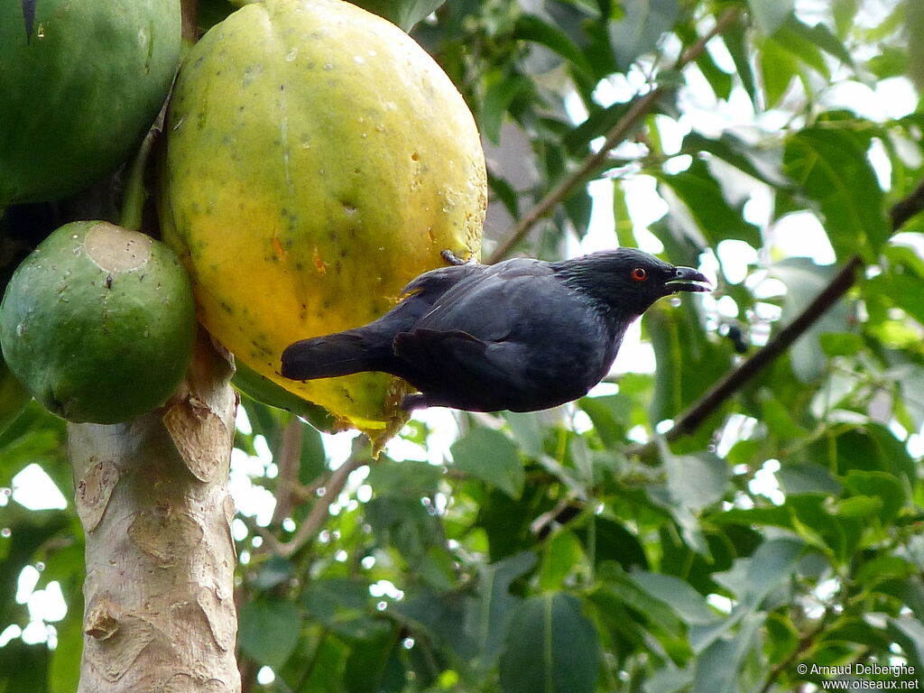 Striated Starling