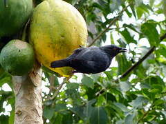 Striated Starling