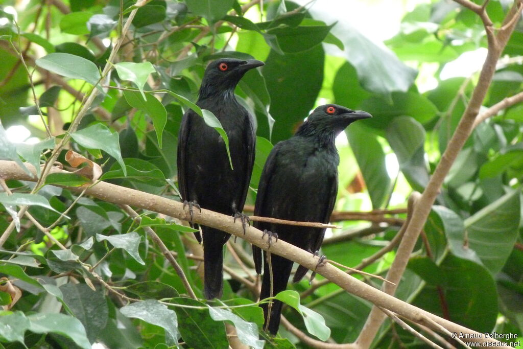 Metallic Starling