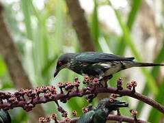 Metallic Starling