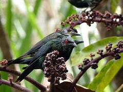 Metallic Starling