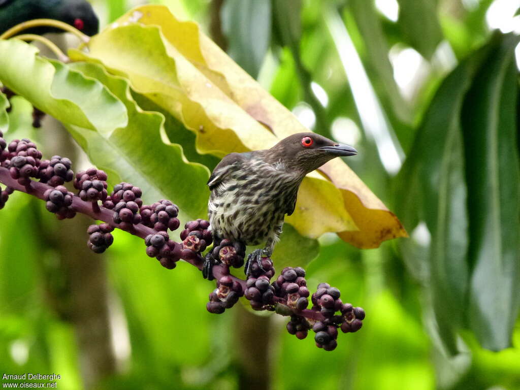 Metallic Starlingimmature