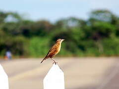 White-browed Meadowlark