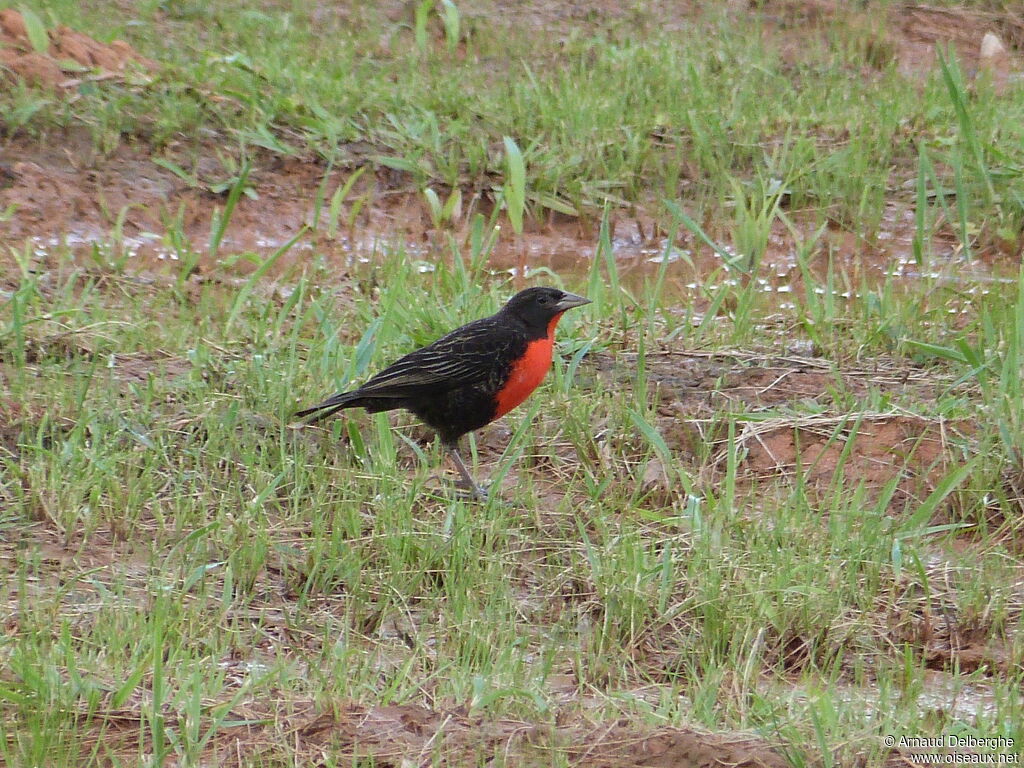 Red-breasted Meadowlark