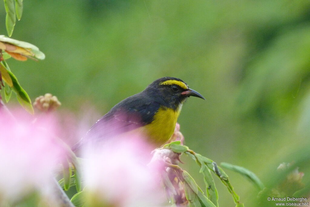 Sucrier à ventre jaune