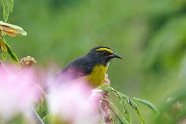 Bananaquit