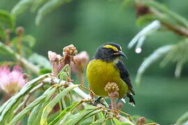 Bananaquit