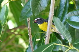 Bananaquit