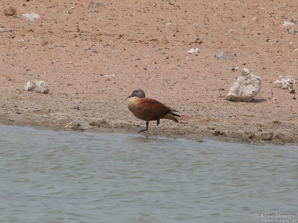 South African Shelduck male