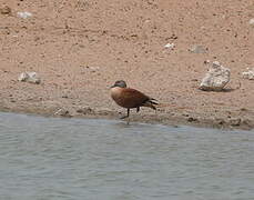 South African Shelduck