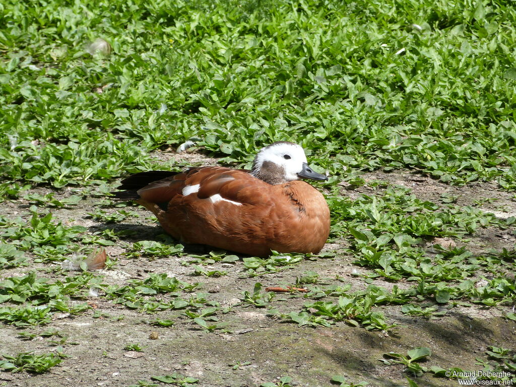 South African Shelduck female