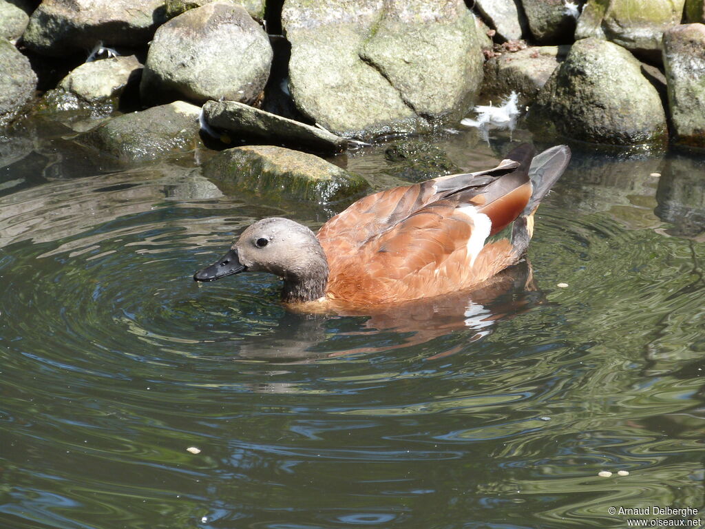 South African Shelduck male