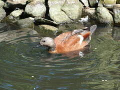 South African Shelduck