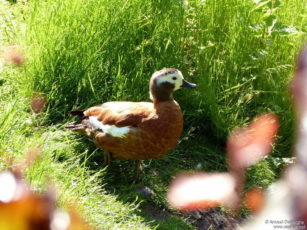 South African Shelduck female